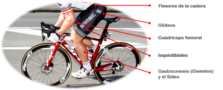 conoce los musculos que se ejercitan al pedalear en bicicleta