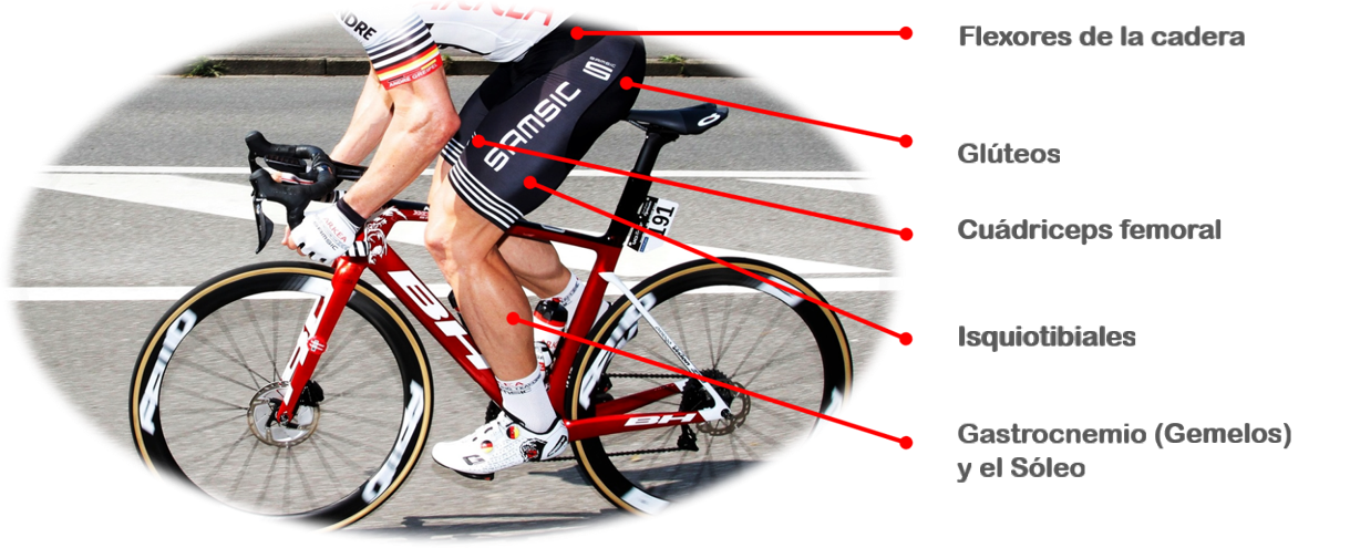 Conoce los músculos que se ejercitan al pedalear en bicicleta